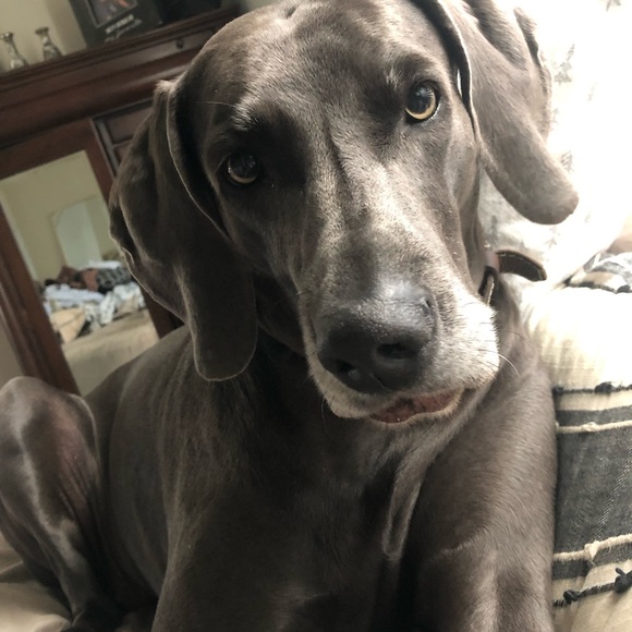 Meet your Posher, Kathy - Picture 2 of 6